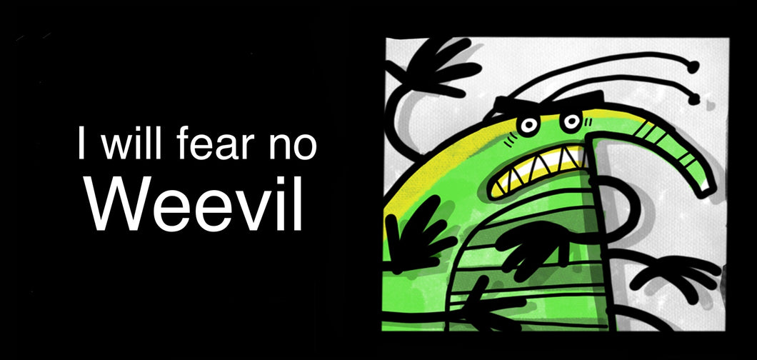 I will fear no weevil